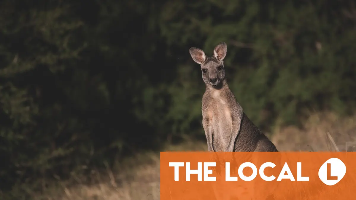 The mystery kangaroo hopping around a Swiss canton – where did it come from?