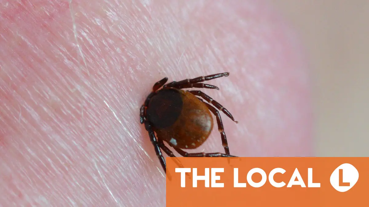 Sweden's TBE infections hit all-time high as public health officials urge ...