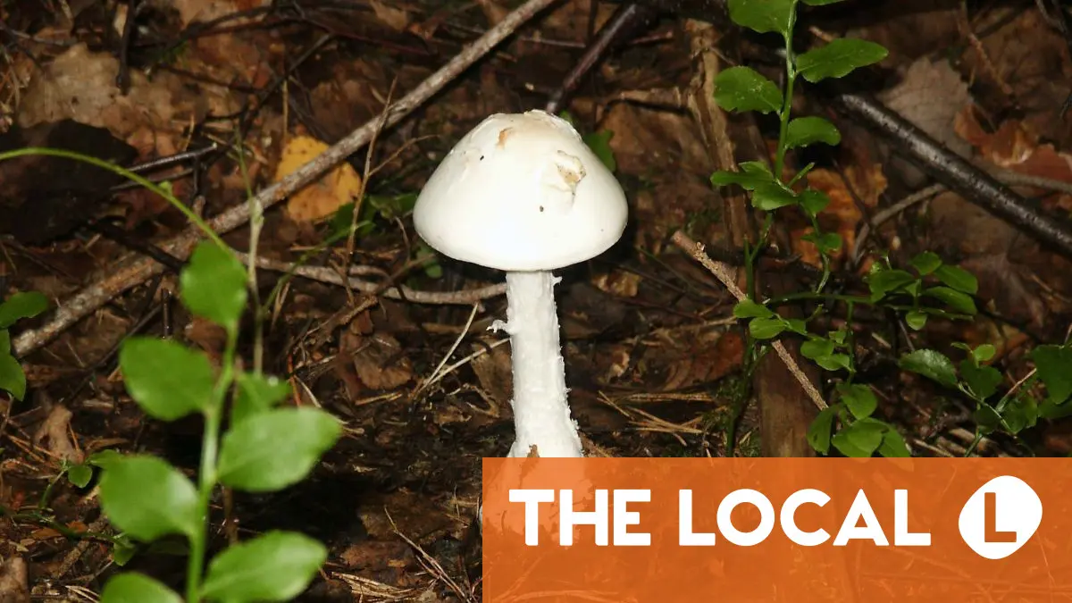 Seven poisonous mushrooms to avoid when foraging in Germany
