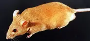 Lidl store manager faces jail in Greece for mouse in beer bottle