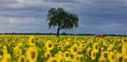 Summer to return to damp Germany