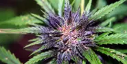Weed plantation found at Neuss drug clinic