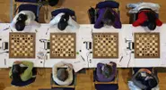 German chess federation joins anti-doping fight
