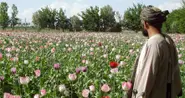 Kabul calls on Germany to help fight Afghan drug trade