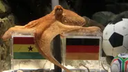 New film makes Paul the Octopus a celluloid cephalopod