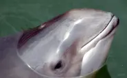 Wind park building noise 'can kill porpoises'