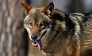 German 'Wolf Town' learns to love its lupus