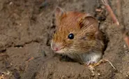 Mice games reveal why we sell out our morals
