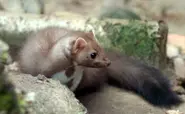 Villagers kill marten after attack spree
