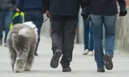 Berlin set to put all dogs on leads under new law