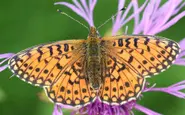 Study: third of German species under threat