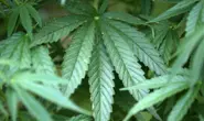 Court allows patients to grow their own cannabis
