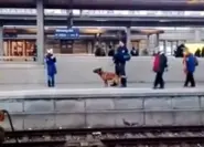 WATCH: Police dog pushes woman onto train tracks in Nuremberg