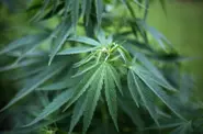 Mum enraged after teen son grasses her up to cops over cannabis crop in garden