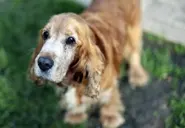 Paperwork and shots: How to bring a pet to France from the US