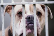 EXPLAINED: How to adopt a pet in Germany