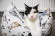 Cats in southern German town ordered into summer lockdown