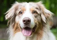 Hundesteuer: Germany collects record amount of dog tax
