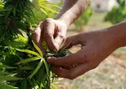 KEY POINTS: Germany sets out plans for cannabis legalisation