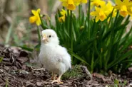 What's open and closed in Germany over the Easter weekend?