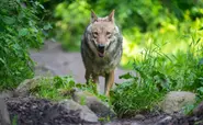 Inside Germany: Who's afraid of the big bad wolf?