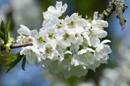 'Barbarazweig': The German Christmas tradition for St Barbara's Day