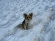 Hiker in a Swiss Alpine crevasse rescued... by a Chihuahua