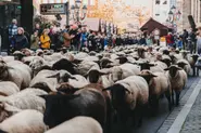 In pictures: Six hundred sheep are led through Nuremberg's city centre