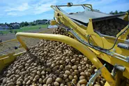 Why 4,000 tonnes of free potatoes are on their way to Berlin