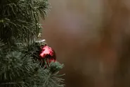 How to get rid of your Christmas tree in Spain