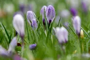 Germany set for warmer days after a bout of cold 'classic April weather'
