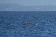 Beached whale frees itself from German coast