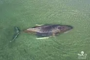 German team uses excavators in bid to rescue beached whale