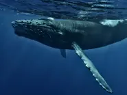 Freed whale gets stranded again off German coast