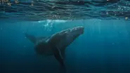Stranded whale freed from sandbank off German coast