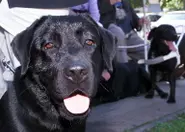 EU tightens rules for Brits travelling to Europe with pets