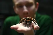 German train driver finds 20 tarantulas left aboard
