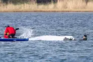 'Free Timmy!': How a beached whale has gripped and divided Germany