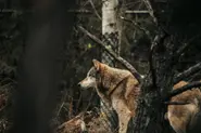 Wolf that bit woman in Germany released back into wild