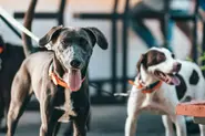When and where do dogs have to be on a leash in Germany?