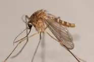 Why don't German homes have insect screens?