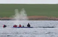 Stranded whale rescued in Germany found dead in Denmark
