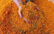 Nine fruit and vegetables eaten in Germany that aren’t common elsewhere