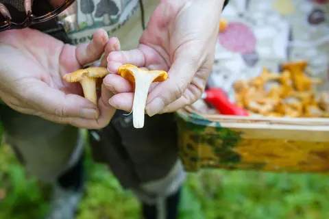 How to pick mushrooms in Sweden like you've been doing it all your life