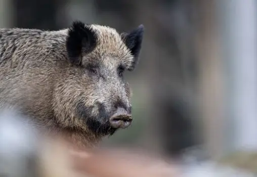 First case of African swine fever confirmed in Germany