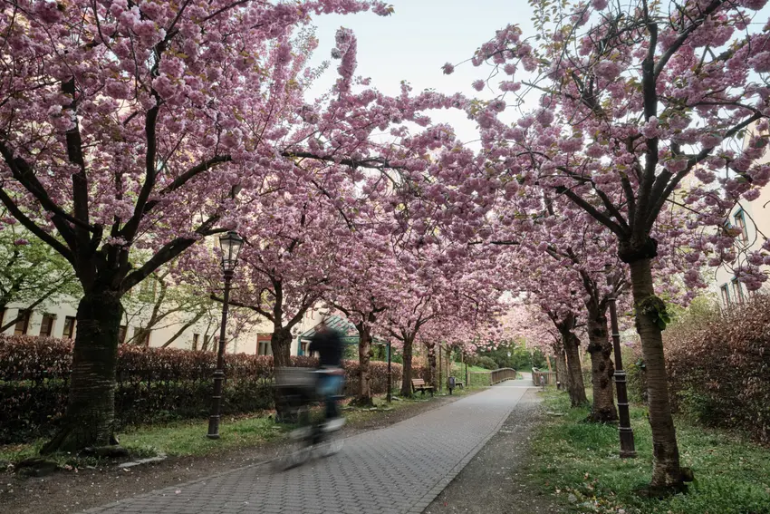 Living in Germany: Cheap transport, Elon's 'Berghain reaction' and May traditions