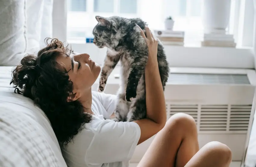 What cat owners need to know about Spain's animal welfare law