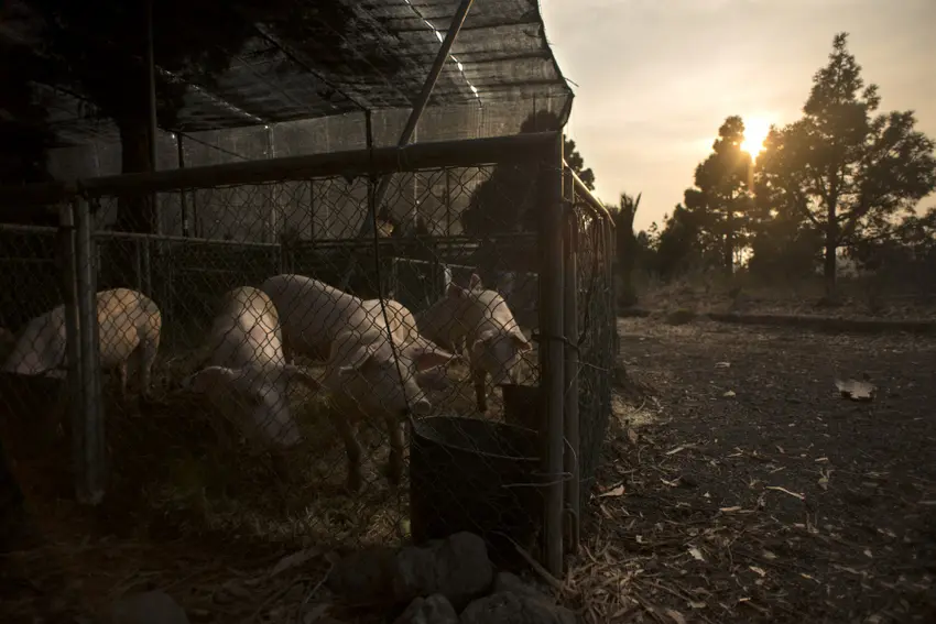 Spanish pork producers 'very concerned' by African swine fever