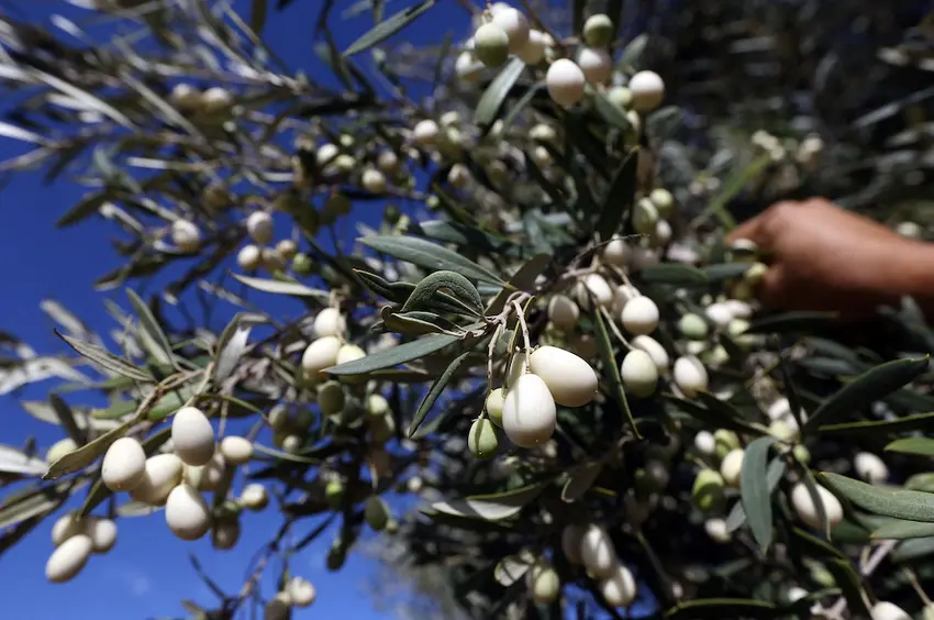 Allergy season: What to ask for in Italian pharmacies