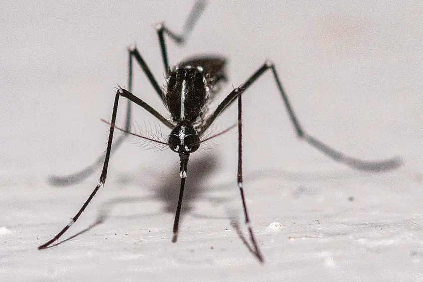 French city to release 200,000 sterile male mosquitos